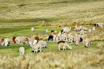 Alpaca herd along the road to Ayacucho
