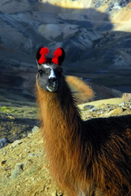 Llama