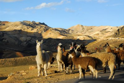 Llama herd on the side of the road to Ayacucho