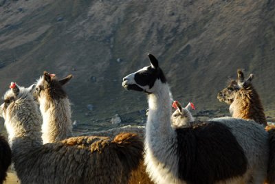 Llama herd on the side of the road to Ayacucho