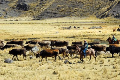 Peruvian cowboys, near Santa Rosa, Altiplano of Puno Region