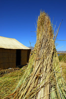 Totora reeds