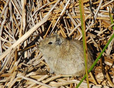 Guinea Pig hiding among the reeds along Lake Titicaca