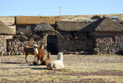 Alpaca and Llamas in front of a traditional house on the road to Sillustani