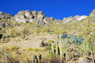 Cactus along the Colca Canyon road