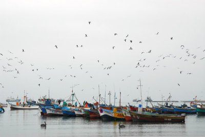 Gulls flocking over the fishing fleet at Paracas