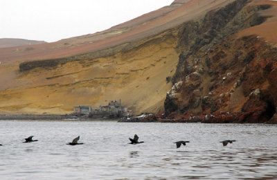 Birds flying low over the Bay of Paracas