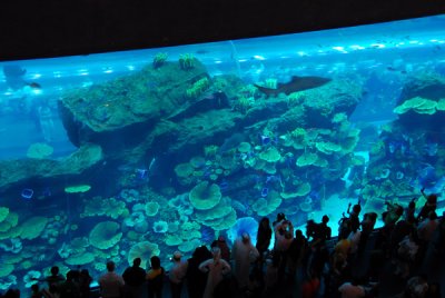 The window of the Dubai Aquarium is 750mm thick (2 ft 5.5in)
