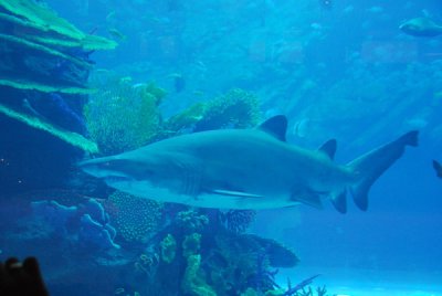 Dubai Aquarium and Discovery Centre, Dubai Mall