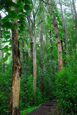 Waikamoi Nature Trail