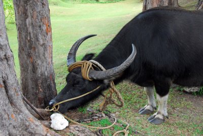 Water Buffalo tied up for tourists outside Fort Soledad