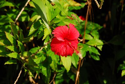 Hibiscus, Palau