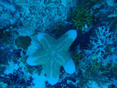 Granulated Sea Star (Choriaster granulatus) Palau