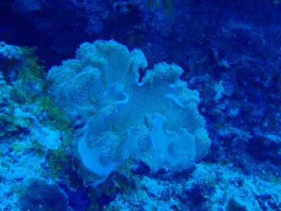 Blue Hole dive after leaving the cave