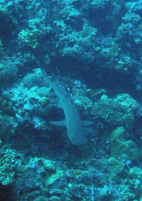 Whitetip reef shark resting on the bottom