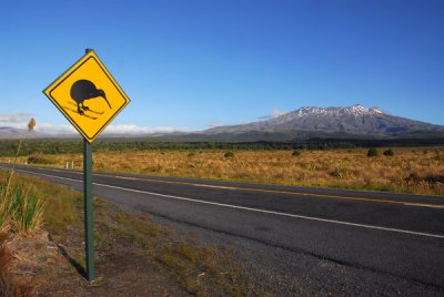 Kiwi on skis with Mount Ruapehu, from the north