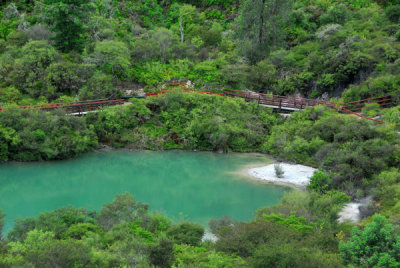 Thermal features, Whakarewarewa, Rotorua