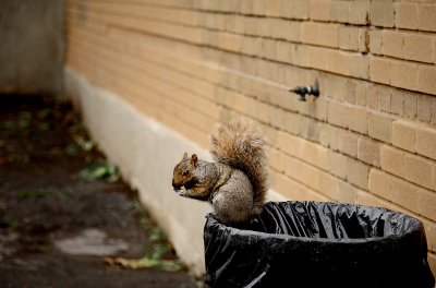 Urban squirrel,
or the Ghost of a homeless.
