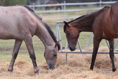 horses1