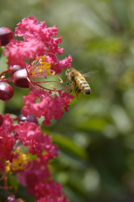 Honey bee on Crepe Myrtle