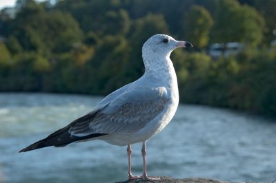 a niagara gull, for the avid aviphiles