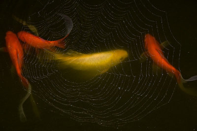 web over fish pond