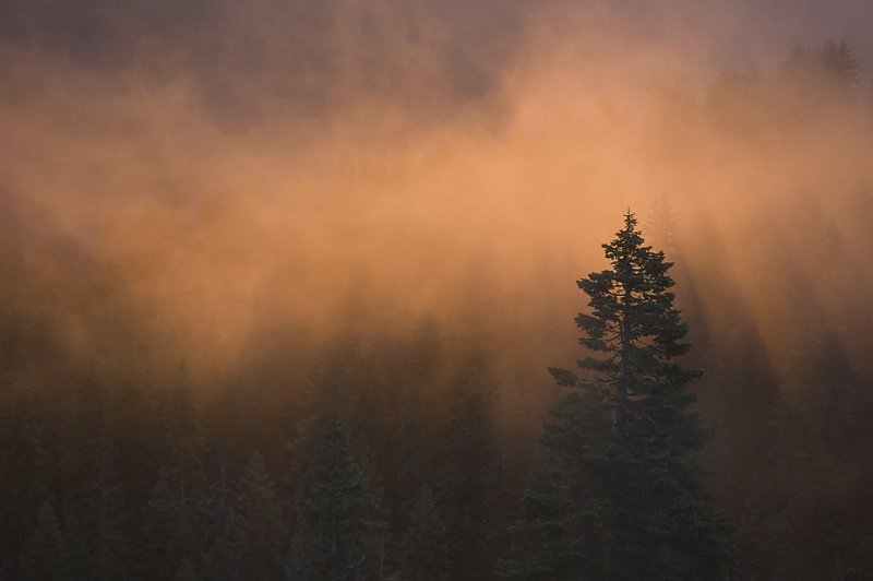 Sunrise and fog thru the fir 2