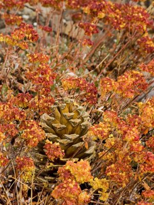 Cone  & Dried Sulfur Flowers II - First Rain Oct 2