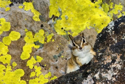 Monk with wet lichen II