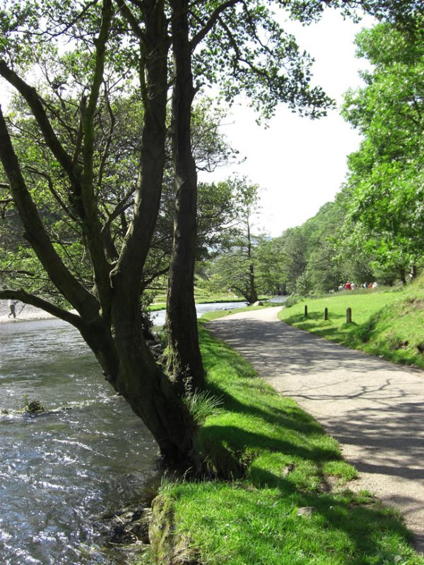 Trees on The Way