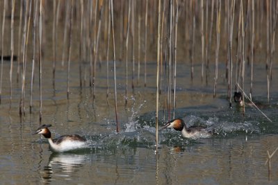 Great Crested Grebe