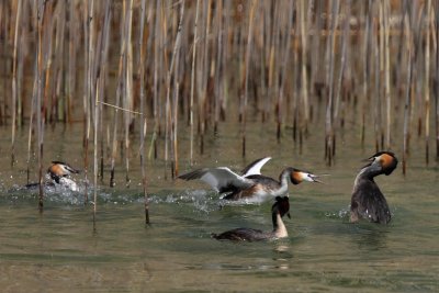 Great Crested Grebe