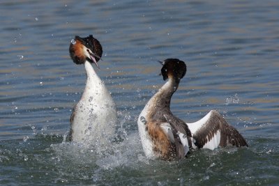 Great Crested Grebe