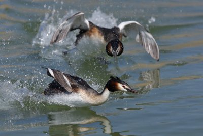 Great Crested Grebe