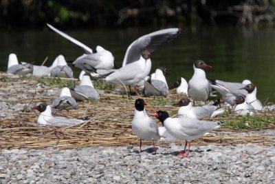 Mediterranean gull