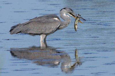 Grey heron, juvenile