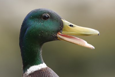 Mallard - Close-up