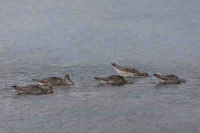 Spotted Redshank