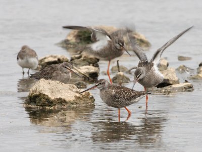 Spotted Redshank