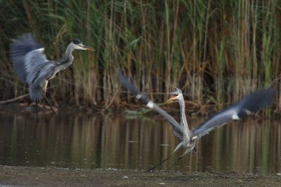 Grey Heron