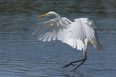 Great Egret