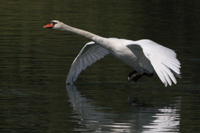 Mute Swan