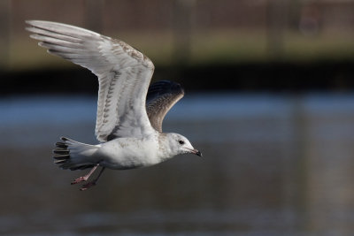 Mew gull, first winter