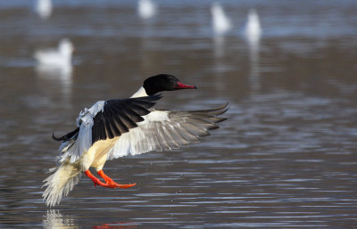 Goosander, male