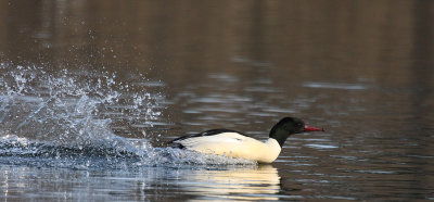 Goosander, male