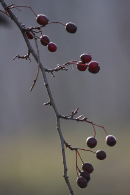 IMG_9061.JPG
