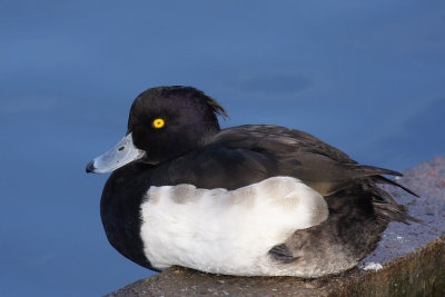 Tufted duck, male