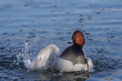 Common Pochard, male