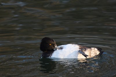 Tufted Duck