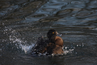 Tufted Duck